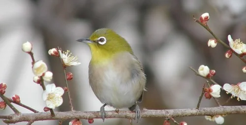 vogel